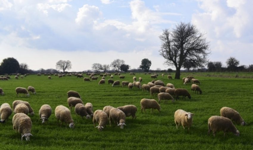 Πρόστιμα σε κτηνοτρόφους για ζημιές σε αγροτικές καλλιέργειες