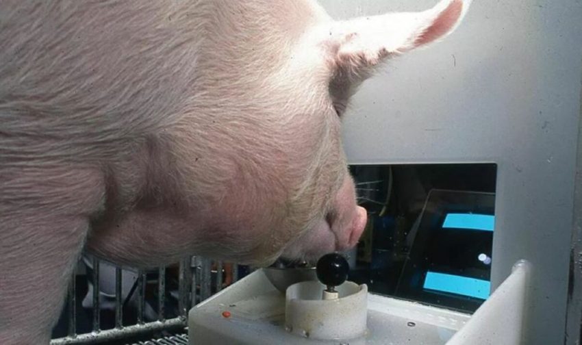 Γουρούνια έμαθαν να παίζουν video games- Πηγή: sputniknews.gr