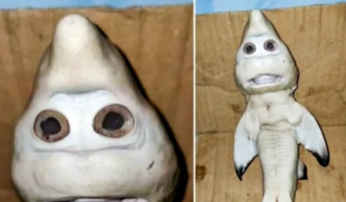 Έμβρυο καρχαρία έγινε viral εξαιτίας παράξενης δυσμορφίας που θυμίζει «ανθρώπινο πρόσωπο»- Πηγή: protothema.gr