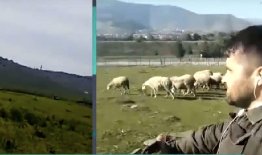 Νεαρός Λαρισαίος τσοπάνης βόσκει τα πρόβατα με πρωτοποριακό τρόπο