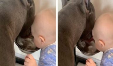 Μωράκι πίνει νερό παρέα με τον σκύλο του -Πηγή:sputniknews.gr