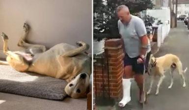 Σκύλος κουτσαίνει στις βόλτες επειδή συμπάσχει με τον κηδεμόνα του, που έχει σπάσει το πόδι του