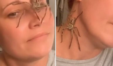 Αραχνο-γεννητούρια: Γυναίκα βρήκε έγκυο αράχνη στον κήπο της και τη βοήθησε να γεννήσει