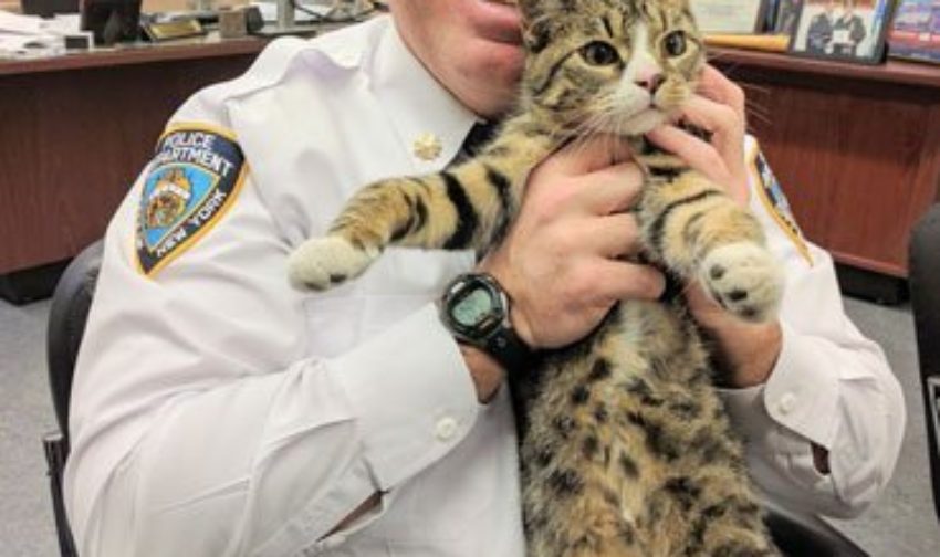 Οι αστυνομικοί πείθουν τον αρχηγό τους να υιοθετήσουν ένα αδέσποτο γατάκι ως κατοικίδιο