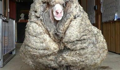Κούρεψαν πρόβατο μετά από πέντε χρόνια και βρήκε ξανά το φως του: Έβγαλαν 34 κιλά μαλλί
