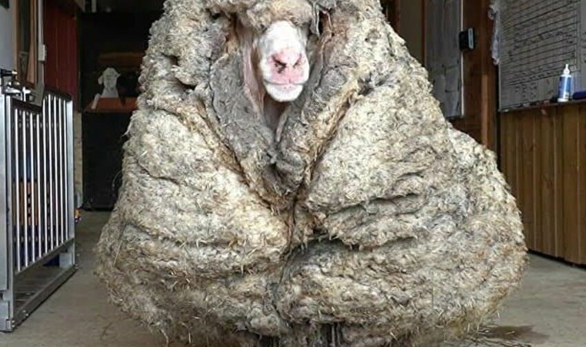Κούρεψαν πρόβατο μετά από πέντε χρόνια και βρήκε ξανά το φως του: Έβγαλαν 34 κιλά μαλλί