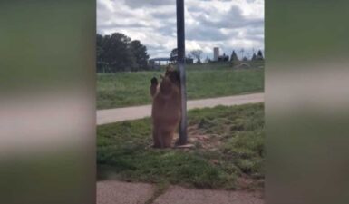 Αρκούδα κάνει «pole dancing» και τρελαίνει κόσμο