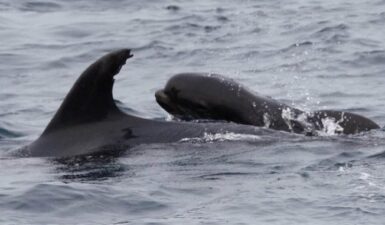 Δελφίνι "υιοθετέτησε" ένα μωρό φάλαινα