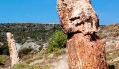 Απολιθωμένο Δάσος Λέσβου - Μοναδικά ευρήματα εκτίθενται για πρώτη φορά